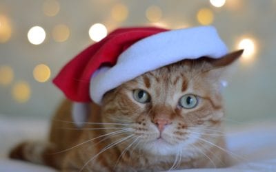 Video Tutorial: Create a Holiday Facebook Cover Photo for Your Veterinary Hospital