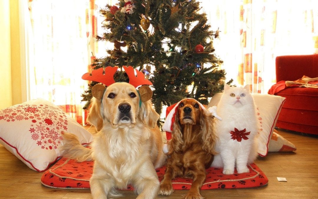 Have You Made These 2 Holiday Changes to Your Veterinary Website Yet?