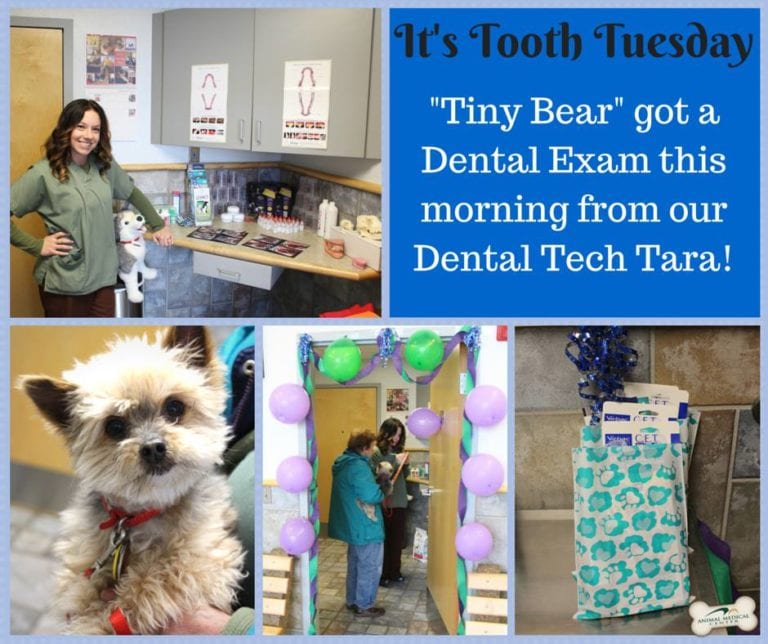 11+ Easy Veterinary Marketing Ideas for Pet Dental Health Month Snout