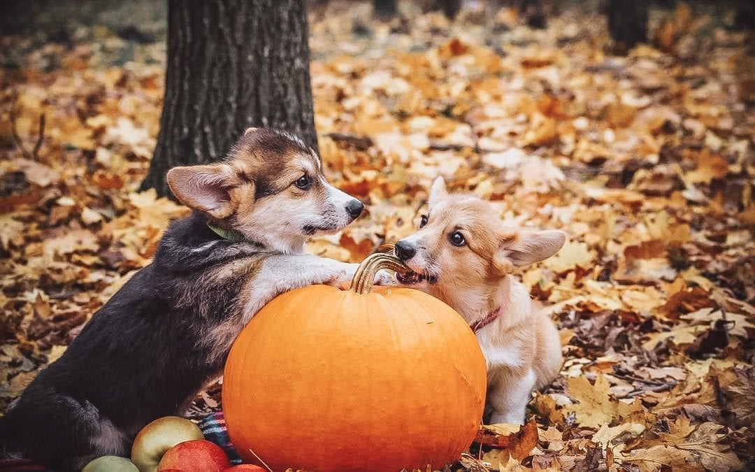 13+ Unexplored Ways to Market Your Vet Clinic This October