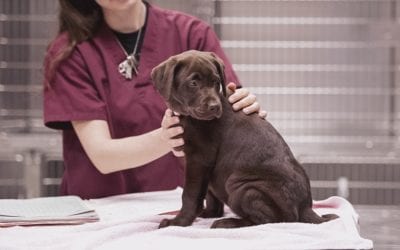 7 Social Media Posts Ideas for Vet Tech Week