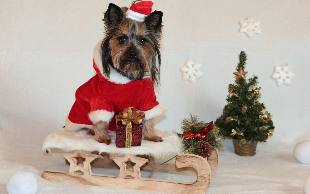 12 Days+ of Festive Marketing Ideas for Veterinary Practices