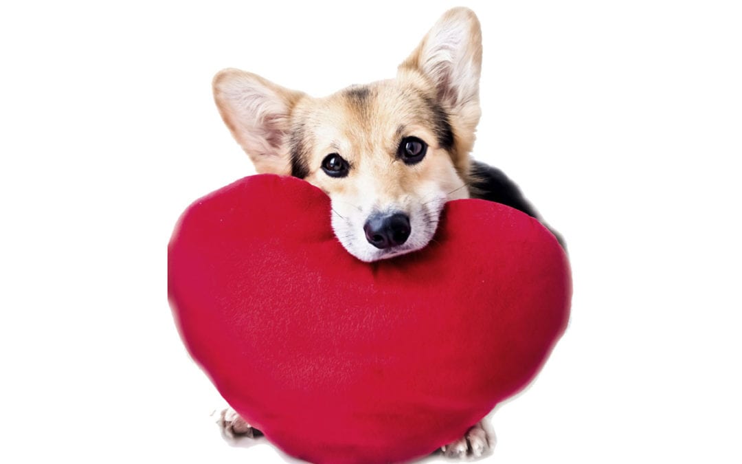Show Your Veterinary Practice’s Love With These 14+ Marketing Ideas