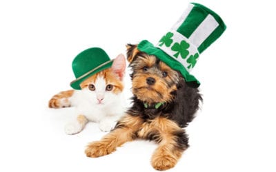 Strike Gold With These 13+ Marketing Ideas for Veterinary Hospitals