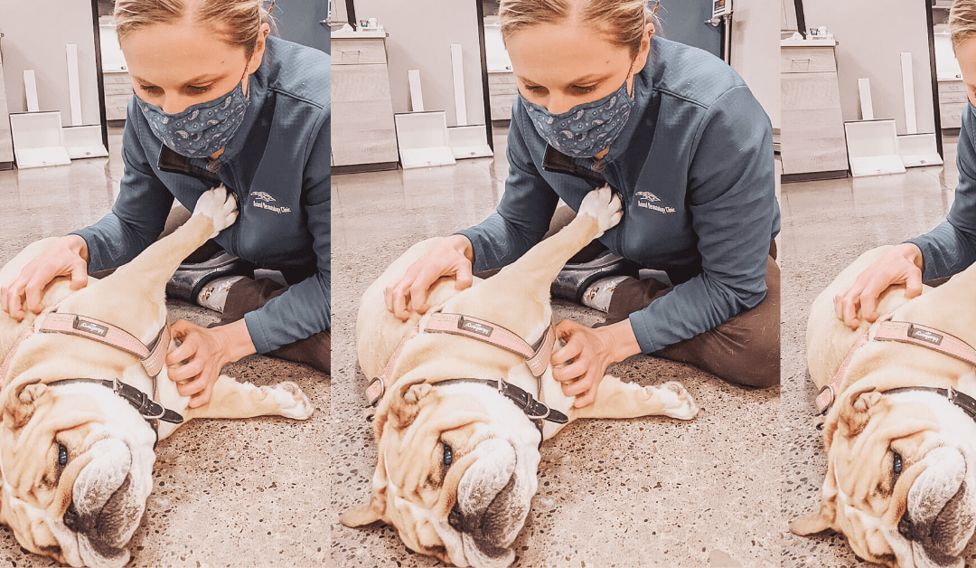 How To Use Tech to Increase Space Between Veterinary Teams & Clients